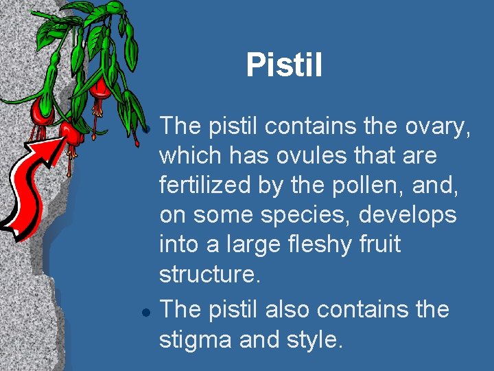 Pistil l l The pistil contains the ovary, which has ovules that are fertilized