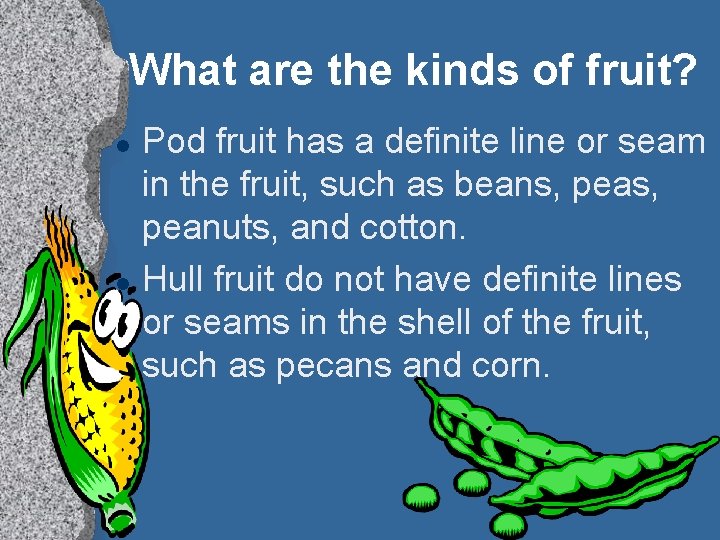 What are the kinds of fruit? l l Pod fruit has a definite line