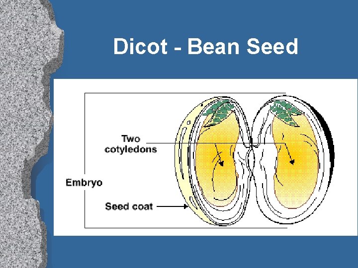 Dicot - Bean Seed 