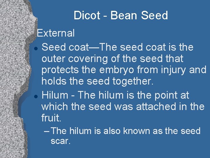 Dicot - Bean Seed External l Seed coat—The seed coat is the outer covering