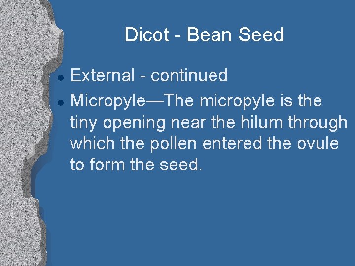 Dicot - Bean Seed l l External - continued Micropyle—The micropyle is the tiny