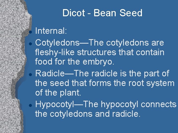 Dicot - Bean Seed l l Internal: Cotyledons—The cotyledons are fleshy-like structures that contain