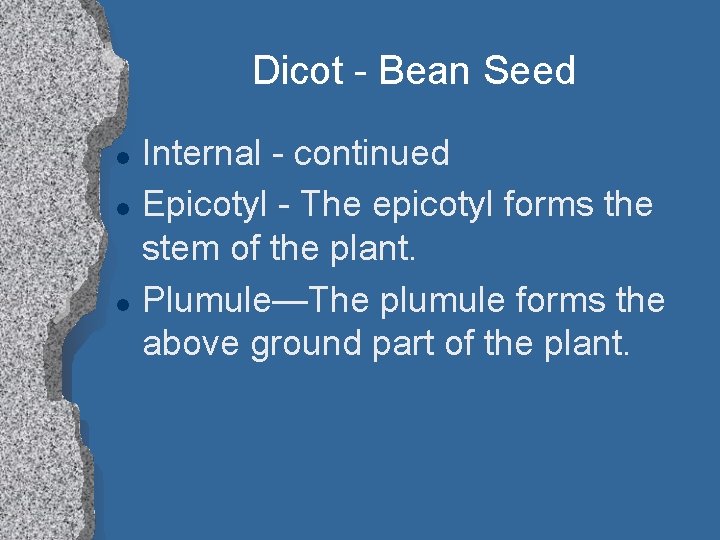 Dicot - Bean Seed l l l Internal - continued Epicotyl - The epicotyl