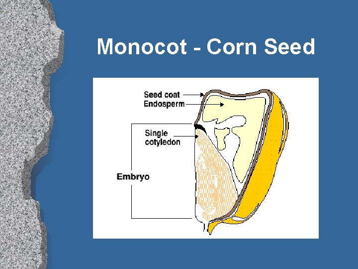 Monocot - Corn Seed 