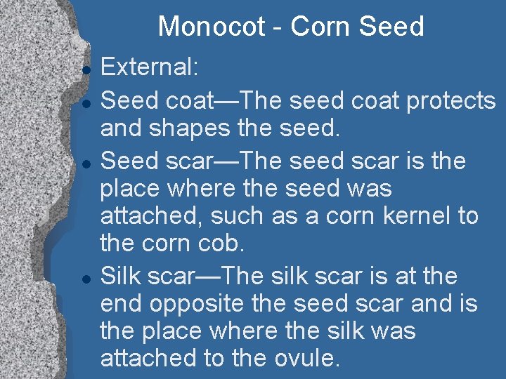 Monocot - Corn Seed l l External: Seed coat—The seed coat protects and shapes