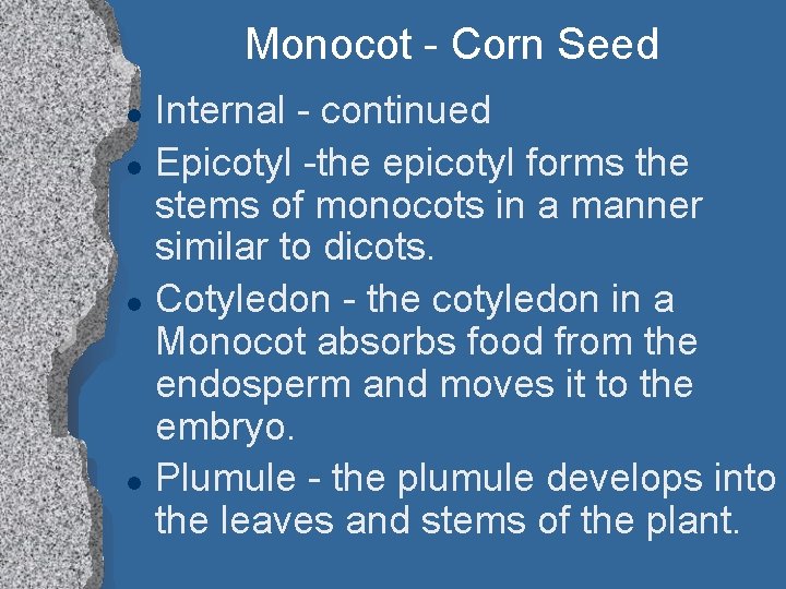 Monocot - Corn Seed l l Internal - continued Epicotyl -the epicotyl forms the