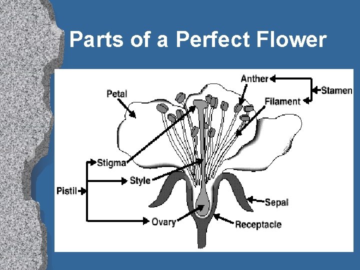 Parts of a Perfect Flower 