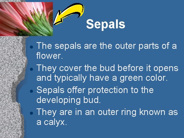 Sepals l l The sepals are the outer parts of a flower. They cover