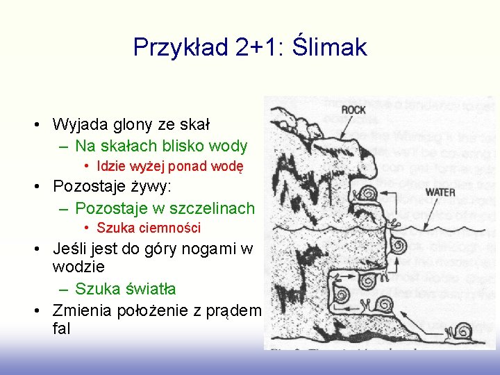 Przykład 2+1: Ślimak • Wyjada glony ze skał – Na skałach blisko wody •