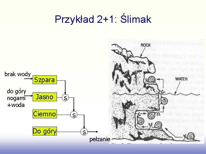 Przykład 2+1: Ślimak brak wody do góry nogami +woda Szpara Jasno Ciemno Do góry