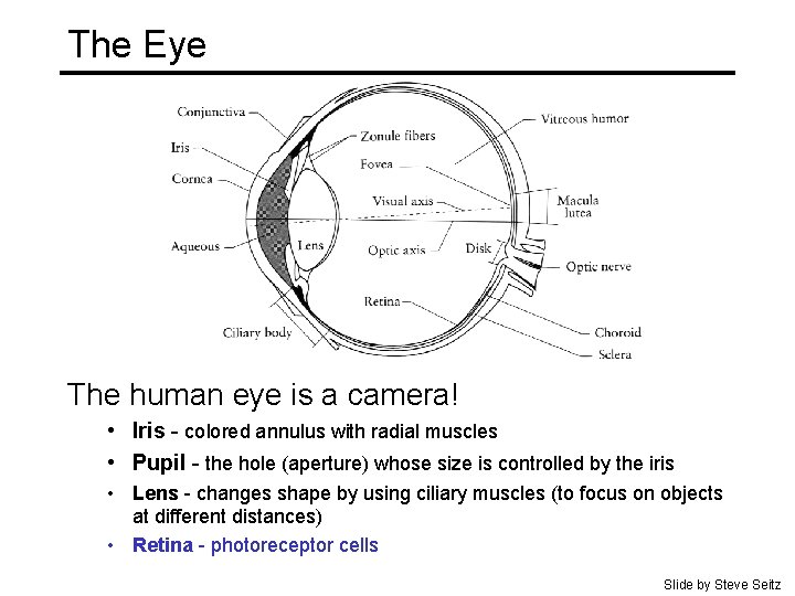 The Eye The human eye is a camera! • Iris - colored annulus with