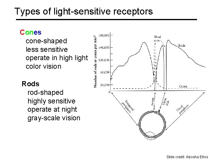 Types of light-sensitive receptors Cones cone-shaped less sensitive operate in high light color vision