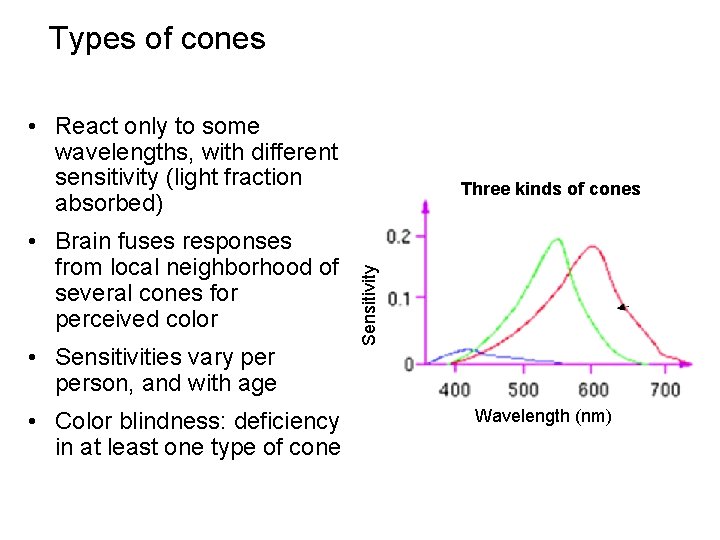 Types of cones • React only to some wavelengths, with different sensitivity (light fraction