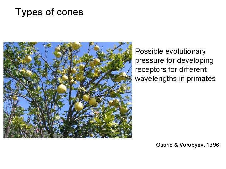 Types of cones Possible evolutionary pressure for developing receptors for different wavelengths in primates
