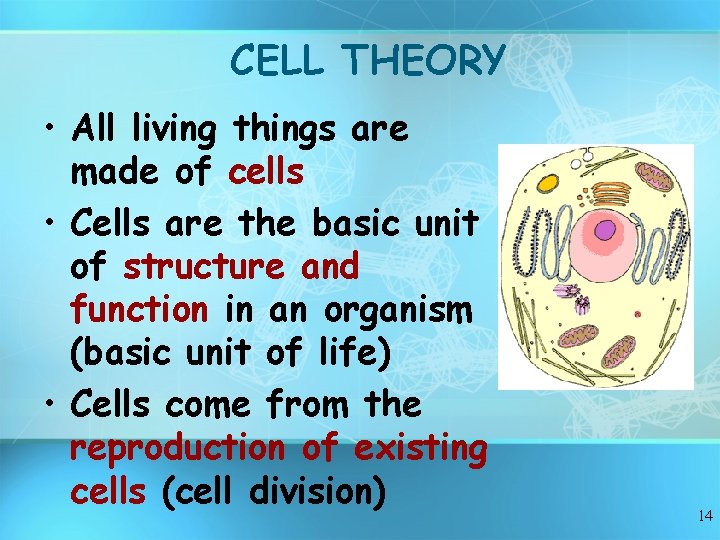 CELL THEORY • All living things are made of cells • Cells are the