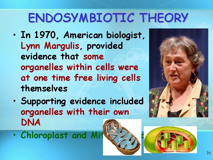 ENDOSYMBIOTIC THEORY • In 1970, American biologist, Lynn Margulis, provided evidence that some organelles