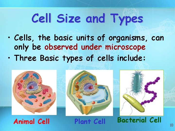 Cell Size and Types • Cells, the basic units of organisms, can only be