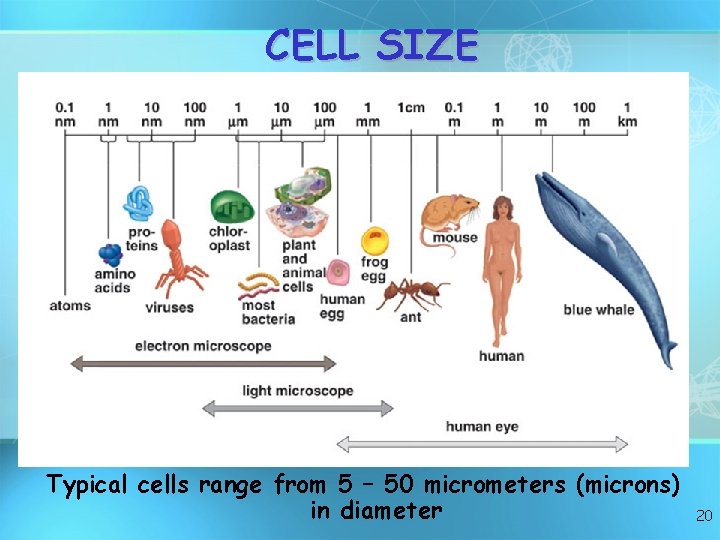 CELL SIZE Typical cells range from 5 – 50 micrometers (microns) in diameter 20