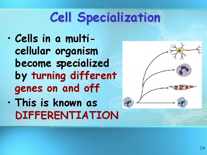 Cell Specialization • Cells in a multicellular organism become specialized by turning different genes