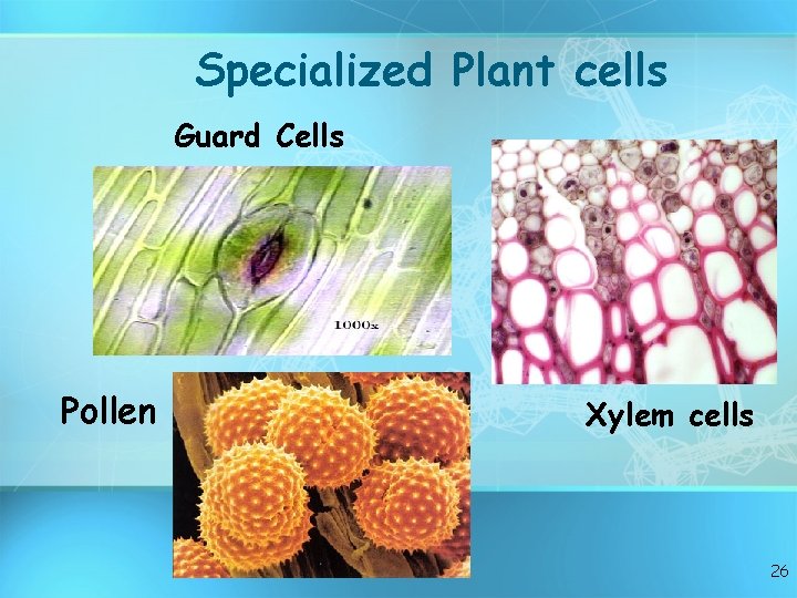 Specialized Plant cells Guard Cells Pollen Xylem cells 26 