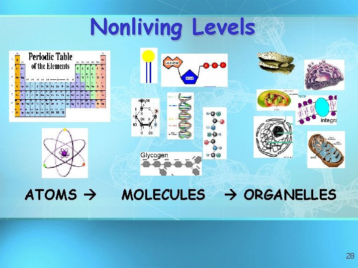 Nonliving Levels ATOMS MOLECULES ORGANELLES 28 