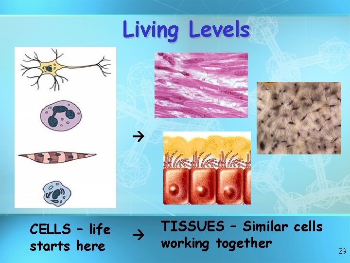 Living Levels CELLS – life starts here TISSUES – Similar cells working together 29