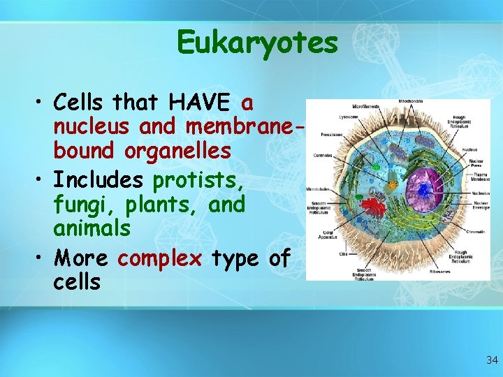 Eukaryotes • Cells that HAVE a nucleus and membranebound organelles • Includes protists, fungi,