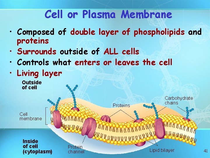 Cell or Plasma Membrane • Composed of double layer of phospholipids and proteins •