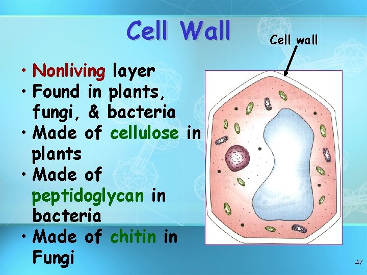 Cell Wall • Nonliving layer • Found in plants, fungi, & bacteria • Made