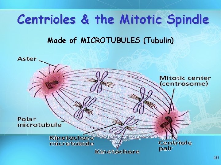 Centrioles & the Mitotic Spindle Made of MICROTUBULES (Tubulin) 60 