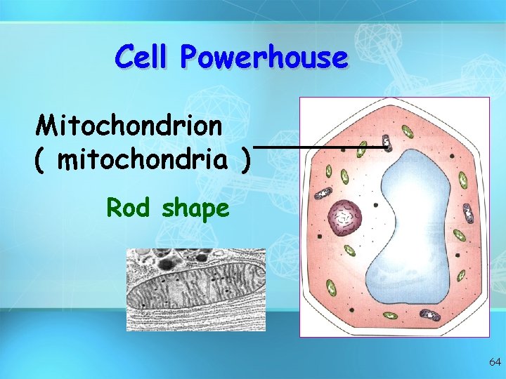 Cell Powerhouse Mitochondrion ( mitochondria ) Rod shape 64 