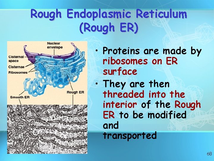 Rough Endoplasmic Reticulum (Rough ER) • Proteins are made by ribosomes on ER surface