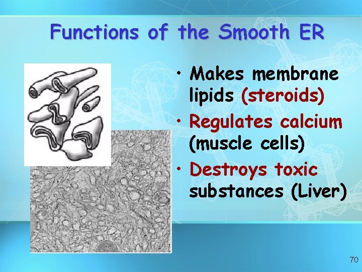 Functions of the Smooth ER • Makes membrane lipids (steroids) • Regulates calcium (muscle