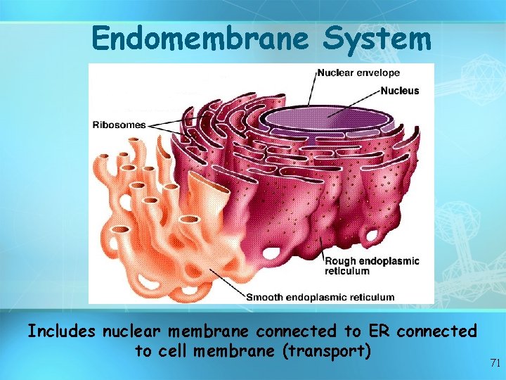 Endomembrane System Includes nuclear membrane connected to ER connected to cell membrane (transport) 71