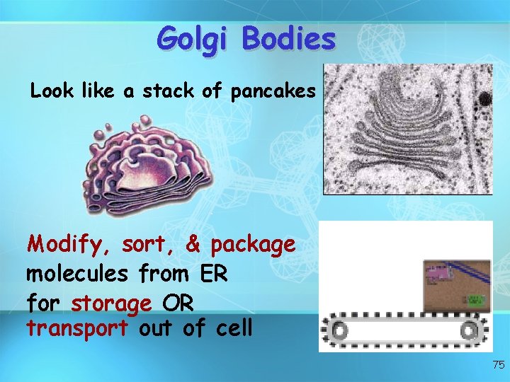 Golgi Bodies Look like a stack of pancakes Modify, sort, & package molecules from
