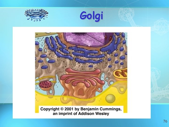 Golgi 76 