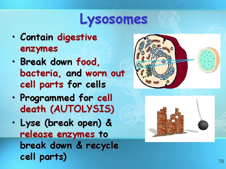 Lysosomes • Contain digestive enzymes • Break down food, bacteria, and worn out cell