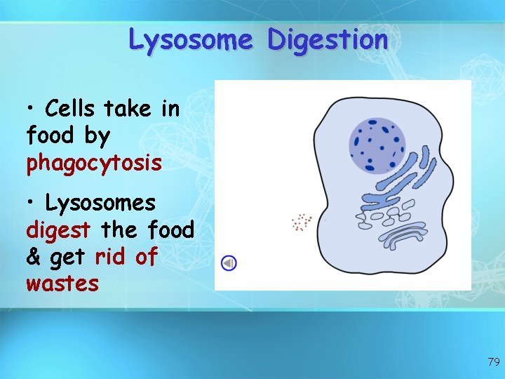 Lysosome Digestion • Cells take in food by phagocytosis • Lysosomes digest the food
