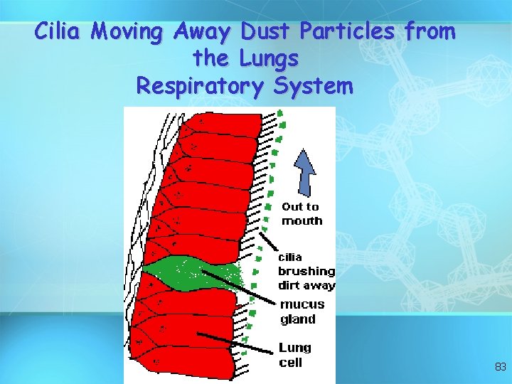 Cilia Moving Away Dust Particles from the Lungs Respiratory System 83 