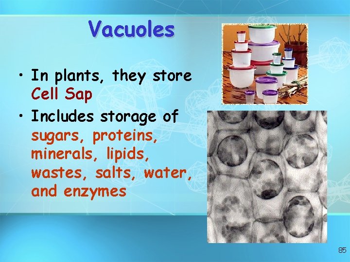 Vacuoles • In plants, they store Cell Sap • Includes storage of sugars, proteins,