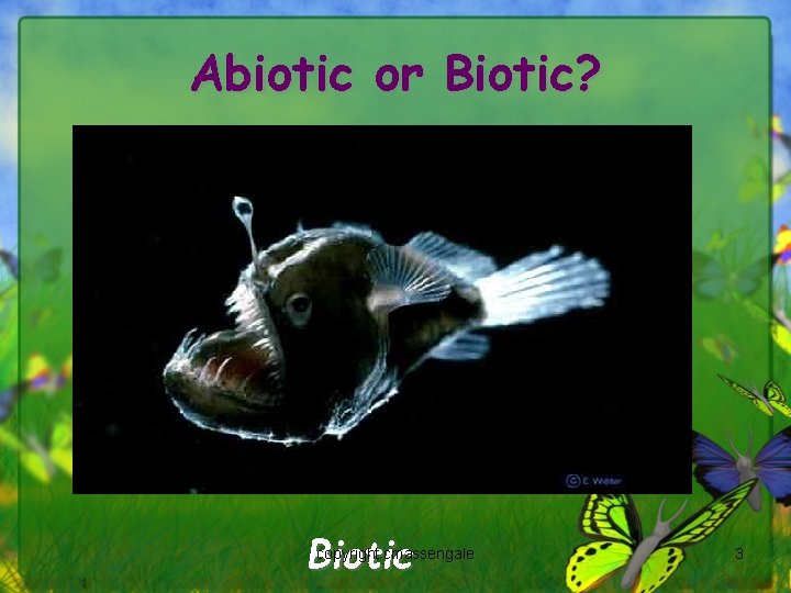 Abiotic or Biotic? Biotic copyright cmassengale 3 