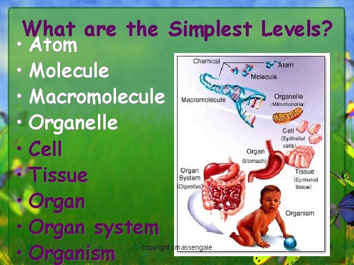 What are the Simplest Levels? • Atom • Molecule • Macromolecule • Organelle •