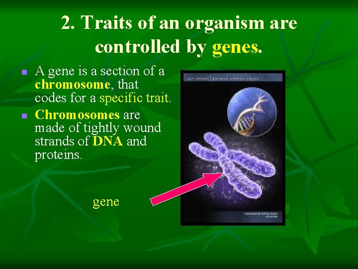 2. Traits of an organism are controlled by genes. n n A gene is