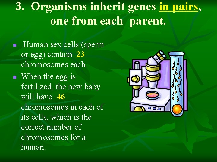 3. Organisms inherit genes in pairs, one from each parent. n n Human sex