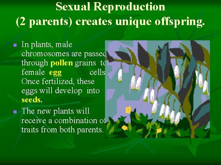 Sexual Reproduction (2 parents) creates unique offspring. n n In plants, male chromosomes are