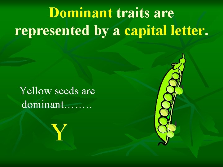 Dominant traits are represented by a capital letter. Yellow seeds are dominant……. . Y