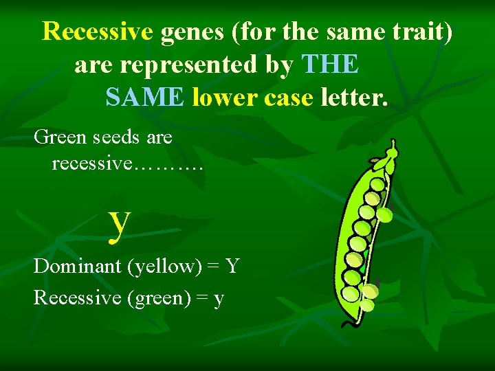 Recessive genes (for the same trait) are represented by THE SAME lower case letter.