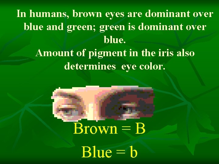 In humans, brown eyes are dominant over blue and green; green is dominant over