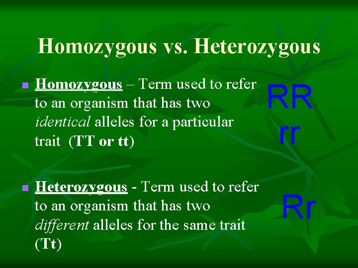 Homozygous vs. Heterozygous n n Homozygous – Term used to refer to an organism
