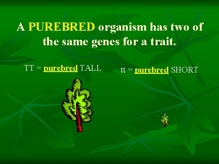 A PUREBRED organism has two of the same genes for a trait. TT =
